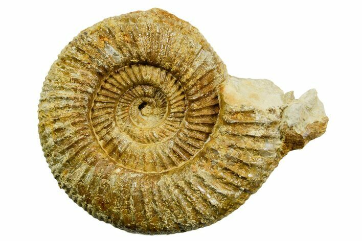 Jurassic Ammonite (Perisphinctes) Fossil - France #363653